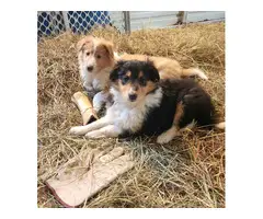 3 Cute AKC Rough Collie puppies for sale - 2