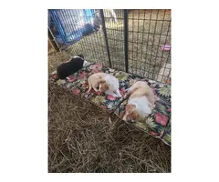 3 Cute AKC Rough Collie puppies for sale - 3