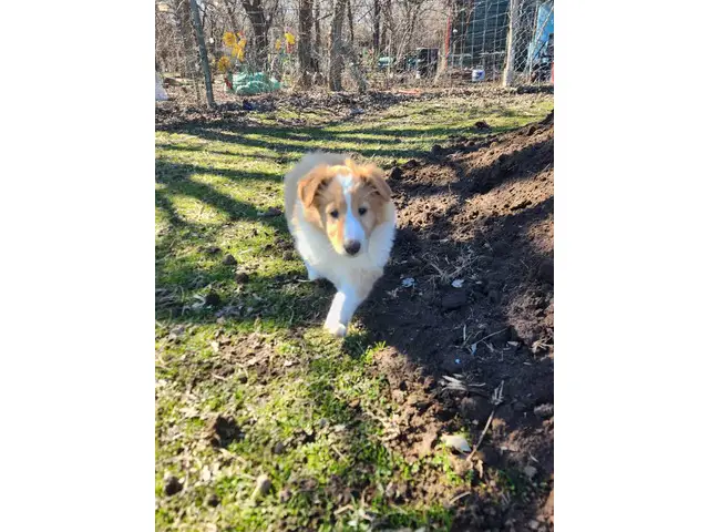 3 Cute AKC Rough Collie puppies for sale - 4/8