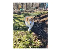 3 Cute AKC Rough Collie puppies for sale - 4