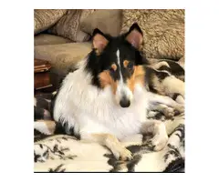 3 Cute AKC Rough Collie puppies for sale - 7