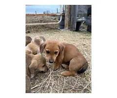 3 Dorgi puppies for sale - 5
