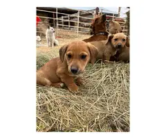 3 Dorgi puppies for sale - 7