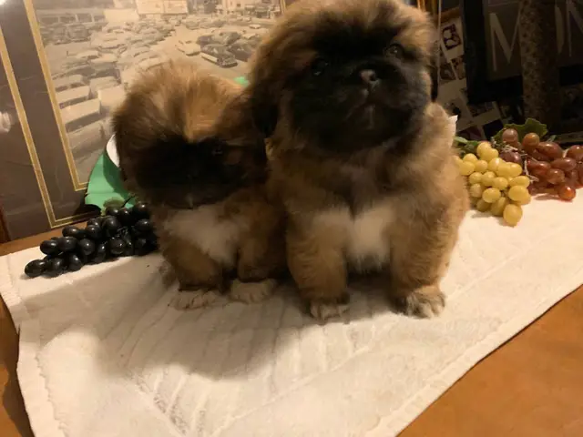 2 baby boy mini Pekingese puppies - 1/9
