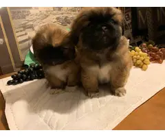 2 baby boy mini Pekingese puppies