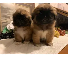 2 baby boy mini Pekingese puppies - 2
