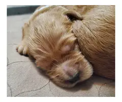 8 Adorable Goldendoodle puppies - 7