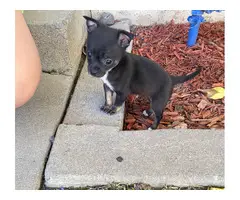 9 weeks old Male Chihuahua puppy - 2