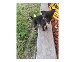 9 weeks old Male Chihuahua puppy - 5