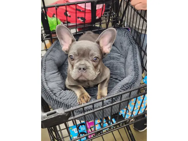 Young French Bulldog Puppy for Sale - 1/5