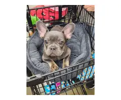 Young French Bulldog Puppy for Sale