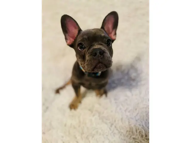 Young French Bulldog Puppy for Sale - 2/5