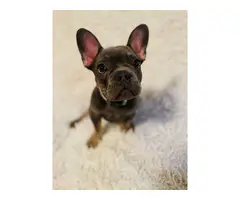 Young French Bulldog Puppy for Sale - 2