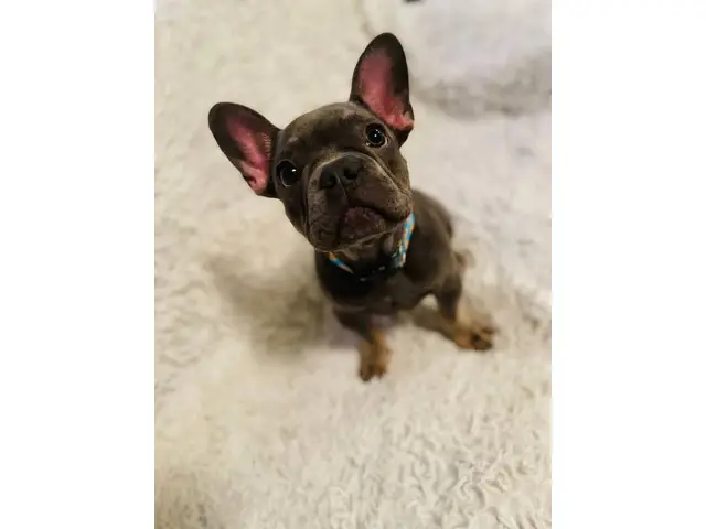 Young French Bulldog Puppy for Sale - 3/5