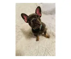 Young French Bulldog Puppy for Sale - 3