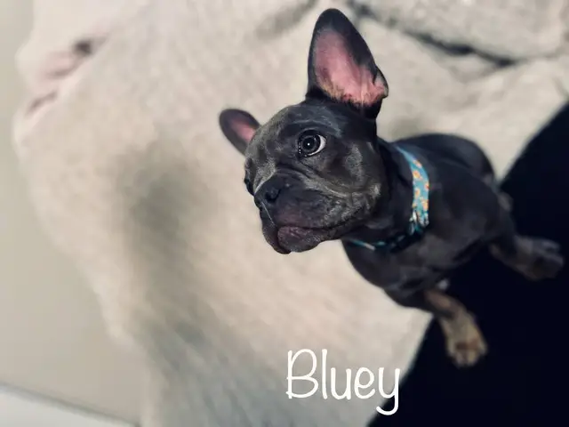 Young French Bulldog Puppy for Sale - 5/5