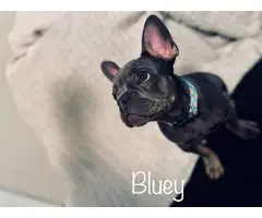 Young French Bulldog Puppy for Sale - 5