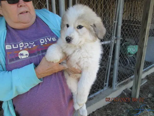 5 Great Pyrenees Puppies for Adoption - 1/5