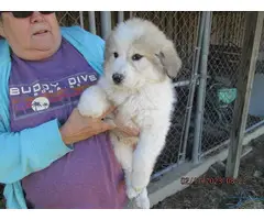 5 Great Pyrenees Puppies for Adoption