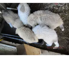 5 Great Pyrenees Puppies for Adoption - 2
