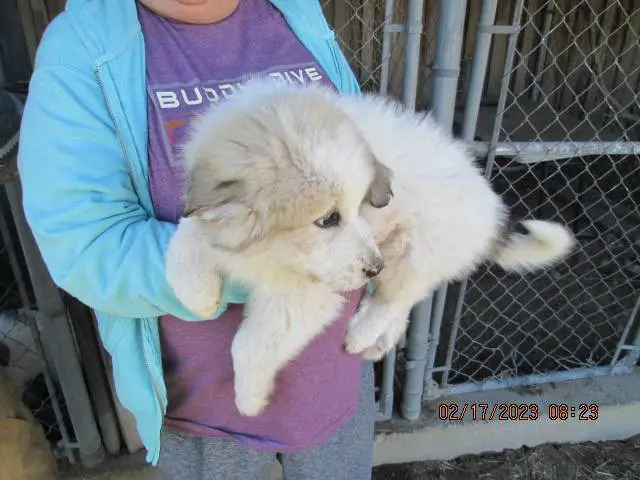 5 Great Pyrenees Puppies for Adoption - 4/5