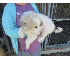 5 Great Pyrenees Puppies for Adoption - 4