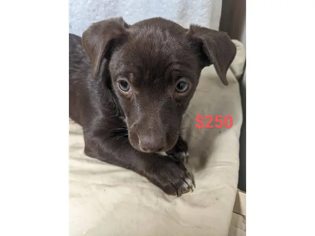 Chocolate Male Shorthaired Chihuahua puppy - 4/4