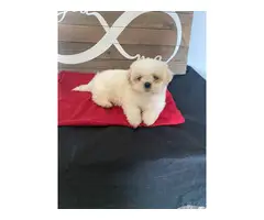 2 Shih Tzu Puppies for Sale - 2