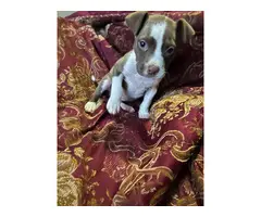 Female Pit bull puppy needing a good home - 2