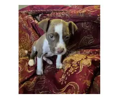 Female Pit bull puppy needing a good home - 3
