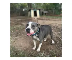 Female Pit bull puppy needing a good home - 5