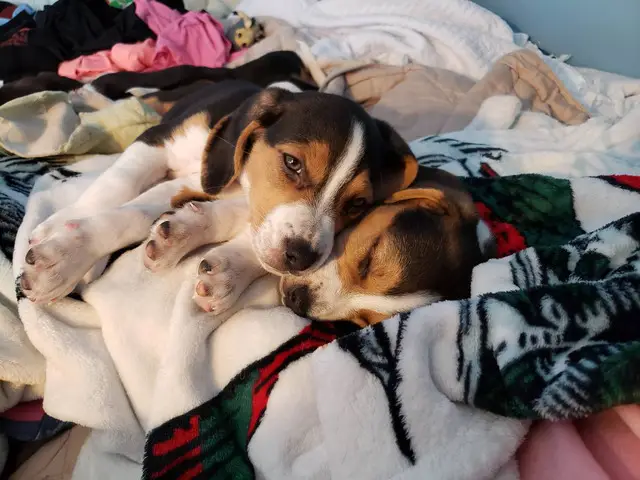 3 full- blooded baby beagles - 3/6