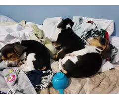 3 full- blooded baby beagles - 4
