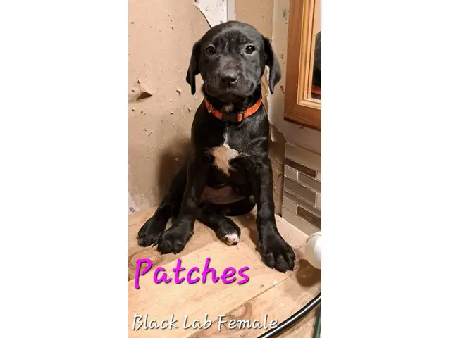 9 weeks old Lab puppies for pet homes - 1/3