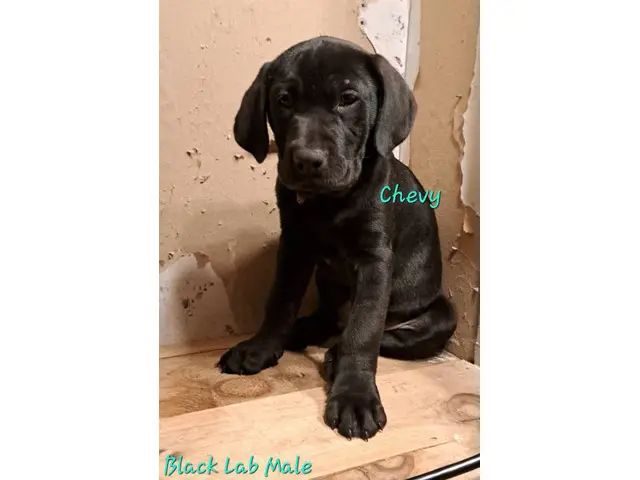 9 weeks old Lab puppies for pet homes - 3/3