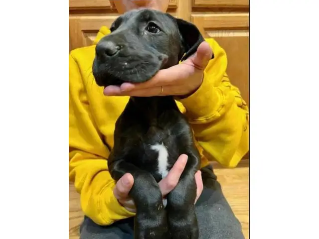 Black and Merle Great Dane Puppies - 1/2