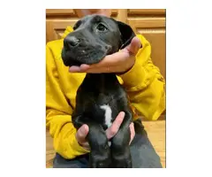Black and Merle Great Dane Puppies - 1