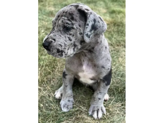 Black and Merle Great Dane Puppies - 2/2