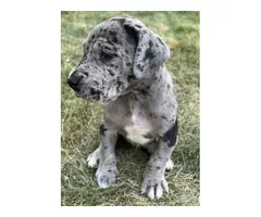 Black and Merle Great Dane Puppies - 2