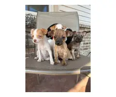 4 Jack Russell Terrier Shih Tzu mix puppies