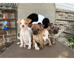 4 Jack Russell Terrier Shih Tzu mix puppies - 2