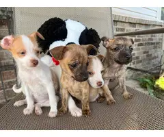 4 Jack Russell Terrier Shih Tzu mix puppies - 3