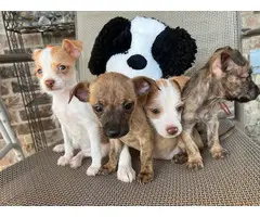 4 Jack Russell Terrier Shih Tzu mix puppies - 4