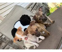4 Jack Russell Terrier Shih Tzu mix puppies - 5