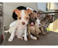 4 Jack Russell Terrier Shih Tzu mix puppies - 6