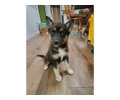 3 girls and 1 boy of German Shepsky puppies
