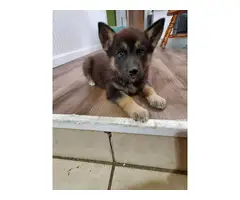 3 girls and 1 boy of German Shepsky puppies - 3