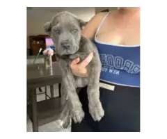 Full AKC Cane Corso Puppies for Sale - 2