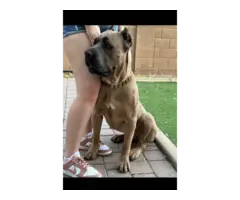 Full AKC Cane Corso Puppies for Sale - 5