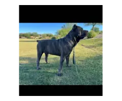 Full AKC Cane Corso Puppies for Sale - 6